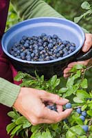 Foraging Sloe berries - Prunus spinosa