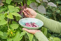 Harvesting Hyacinth Beans - Lablab purpureus