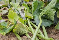 Cutting back Courgette leaves infected with Mildew