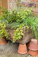 Herb box containing Oregano 'Greek', Marjoram 'Compact', Sage 'Tricolor', Lemon Grass, Indian Mint, Chive and Hyssop