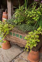 Using Stencil kit to label box with 'Herbs'. Oregano 'Greek', Marjoram 'Compact', Sage 'Tricolor', Lemon Grass, Indian Mint, Chive and Hyssop