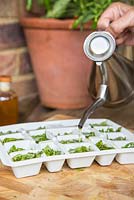 Step by Step - Chopping and freezing Basil for Pesto. Adding olive oil to freshly cut basil leaves in ice cube tray.