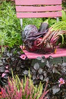 Freshly harvested garden produce in wire basket. Carrots 'Purple Haze, Aubergine, French Bean 'Blauhilde Climbing', Beetroot and Red cabbage - Brassica oleracea