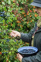 Woman foraging Sloe berries - Prunus spinosa in a hedgerow.