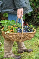 Woman carrying basket full of Rose hips, Sloe berries - Prunus spinosa and Wild blackberries - Rubus fruticosus. All foraged from hedgerow.