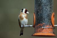 Goldfinch - Carduelis carduelis at feeder containing niger seeds