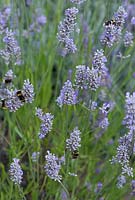 Bees feeding on lavender