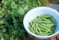 Freshly harvested pisum sativa - Dwarf pea 'Progress 9' in bowl