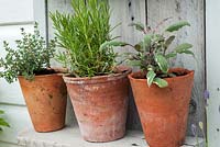 Selection of herbs in pots on rustic shelving including sage, thyme and rosemary