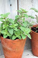 Herb Majoram - Oregano in small pot on rustic shelf