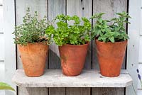 Selection of herbs in pots on rustic shelving including thyme, parsley and majoram