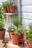 Selection of herbs in pots on rustic shelving including sage, thyme, rosemary, parsley, majoram, mint and lavender