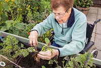 Elderly disabled woman planting winter greens in a vegetable trug