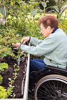 Elderly disabled woman planting Salad winter greens in a veg trug