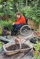 Elderly disabled woman deadheading Dahlia 'Topmix Orange' in a small suburban garden