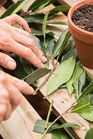 Removing side leaves on Laurus nobilis - Bay cuttings