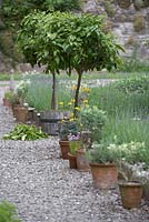 The Dower House Garden at Morville.  Citrus tree standards next to herb beds.