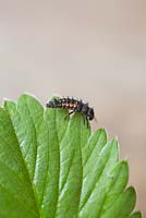 Harlequin ladybird larvae. Harmonia axyridis