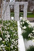 Fence of stones with several white pots filled with Muscari 'White Magic'. Pots in the garden filled with Muscari 'White Magic' and white Narcissus. Raised box filled with Muscari 'White Magic'and Allium neapolitanum.