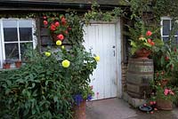 Out building with dahlias, begonias in pots and water barrel.