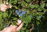 Picking wild Damsons - Prunus domestica var. insititia, in the hedgerow