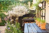 Black woodwork and cream walls make a striking combination in the back garden with clever use of the small space such as a logstore with sempervivum roof and housing to conceal bins. Plants include standard dappled willows, Salix integra 'Hakuro Nishiki', and agapanthus. 