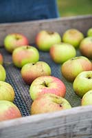 Tray of harvested Apple 'Bramley'. Malus domestica