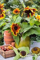 Display of Helianthus in a jug and Horse Chestnut seeds (Aesculus hippocastanum) within a small suburban garden