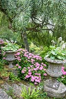 The Leisure Garden with pink hydrangeas and hostas in stone urns below a weeping birch, Betula penula 'Youngii'