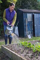 Watering Leek seedlings 'Musselburgh'