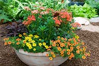Container of mixed annuals 