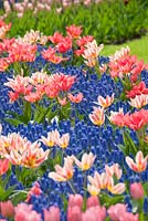 Spring border with Tulipa 'Quebec', 'Toronto' and Muscari armeniacum