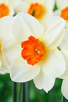 Narcissus 'Barrett Browning' - Daffodil  Division 3,  Small-cupped 