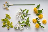 Spring flowering plants - Euonymus fortunei 'Emerald 'n' Gold', Magnolia 'Stellata', Kerria japonica 'Pleniflora' and Narcissi 'Geranium'