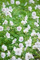 Geranium clarkei Kashmir White, Perennial, June. 