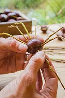 Inserting Willow legs to Conker