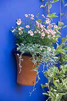 Small town garden with cobalt blue walls and wall mounted container planted with pink Diascia and Dichondra micrantha 'Silver Falls'
