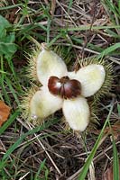 Castanea saliva - Sweet Chestnut