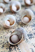 Step by step of making snail shell cane toppers - Break off a small piece of modelling clay, roll into a ball in your hands and then place inside each snail shell