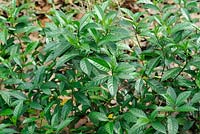 Gardenia Jasminoides -  Cape Jasmin leaves