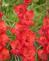 Gladiolus 'Berlioz'
