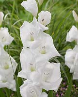 Gladiolus 'Swanlake'