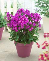 Phlox 'Roberta' in container