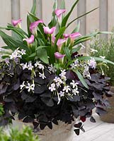 Container planted with Oxalis triangularis and Zantedeschia
