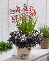 Container planted with Oxalis triangularis and Crocosmia 'Emberglow'