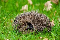 Erinaceus europaeus - hedgehog curled up on garden lawn