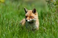 Vulpes vulpes - fox amongst long grass