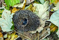 Erinaceus europaeus - hedgehog curled up on autumn leaves