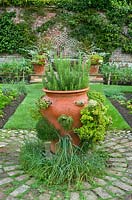 The Potager takes centre stage in the Kitchen Garden, and is overflowing with various herbs including two varieties of Thyme, Origanum, Marjoram and Rosemary. All used for the restaurant and the Manor. Pashley Manor Gardens. 