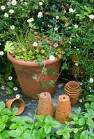 Old terracotta pots with erigeron karvinskianus